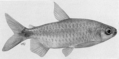 Brycinus imberi, an alestiid characin
found in Lake Malawi; illustration from Jubb (1967), used by permission
of A. A. Balkema Publishers