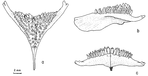 Lower pharyngeal bone of Exochochromis anagenys from Lake Malawi