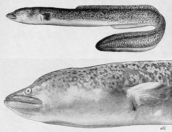 Anguilla bengalensis labiata, a true eel
found in Lake Malawi; black & white illustration from Jubb (1967),
used by permission of A. A. Balkema Publishers