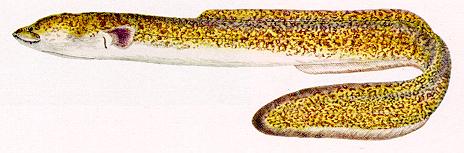 Anguilla bengalensis labiata, a true eel
found in Lake Malawi; color painting from Jubb (1967), used by permission
of A. A. Balkema Publishers