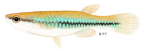 Micropanchax katangae, a poeciliid killifish found in the Lake Malawi drainage; illustration from Skelton (1993), used by permission of P.H. Skelton