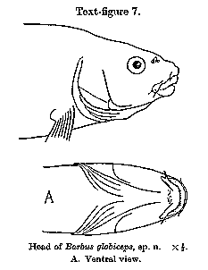 Labeobarbus johnstonii, a cyprinid found in Lake Malawi; illustration of Barbus globiceps (a synonym of B. johnstonii) from Worthington (1933)