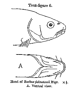 Labeobarbus johnstonii, a large cyprinid found in Lake Malawi; illustration from Worthington (1933)
