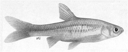 Barbus paludinosus, a cyprinid
found in Lake Malawi; illustration from Jubb (1967), used by permission
of A. A. Balkema Publishers
