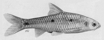 Barbus trimaculatus, a cyprinid
found in Lake Malawi; illustration from Jubb (1967), used by permission
of A. A. Balkema Publishers