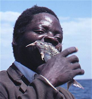 A fisherman bites the spines from a Synodontis njassae
to make it safe to handle; photo © 2000 by M. K. Oliver