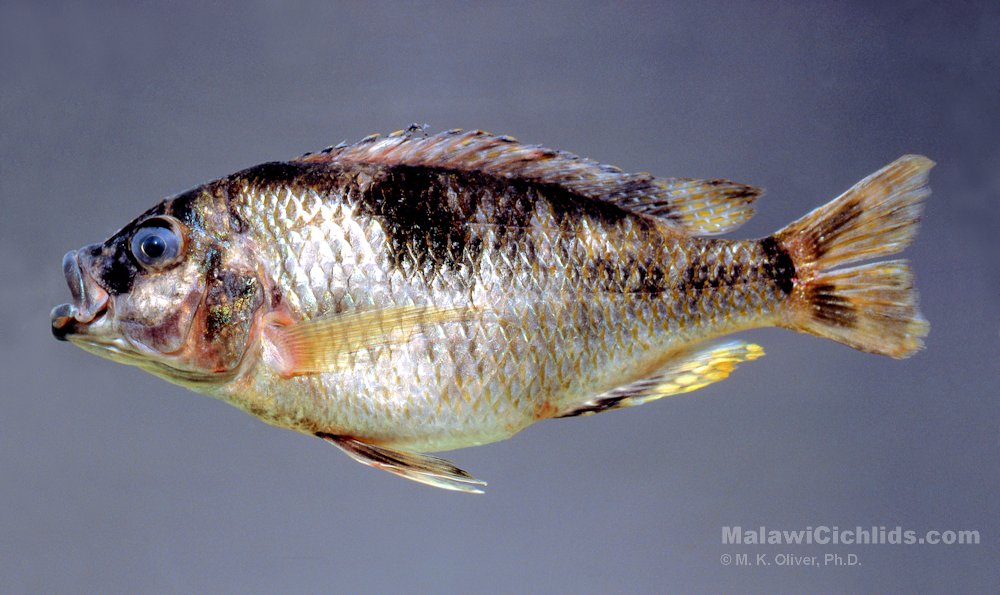 Naevochromis chrysogaster, photo of adult copyright © by M. K. Oliver