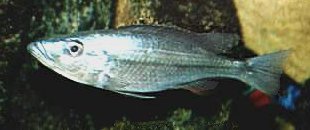 Dimidiochromis dimidiatus, female; photo by C.K. Larsen, by permission