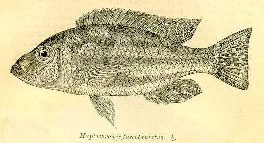 Nimbochromis fuscotaeniatus, drawing of holotype
from Regan (1922)