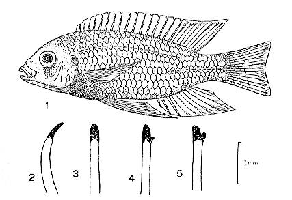 Gephyrochromis lawsi, drawings from Fryer (1957)