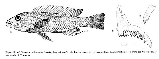 Genyochromis mento, drawings from Ribbink et al. (1983)
