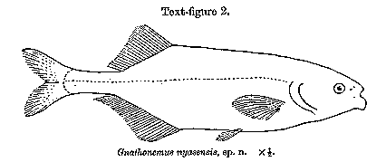Marcusenius nyasensis; illustration from Worthington (1933)