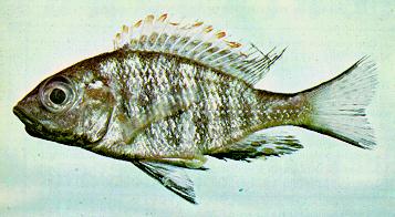 Placidochromis hennydaviesae, holotype; photo by Dr. H.R. Axelrod, used by permission