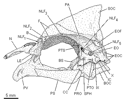 Skull bones of
Heterochromis multidens, a basal African cichlid from the Congo basin