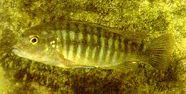 Labidochromis mbenjii; photo by Ad Konings, used by permission