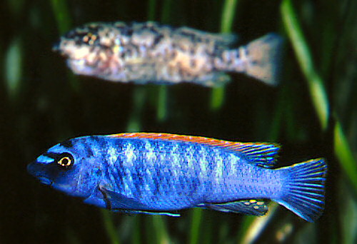 Labeotropheus trewavasae pair in Berlin Aquarium, photo copyright © by M.K. Oliver