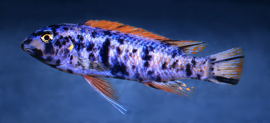Labeotropheus trewavasae OB male ('marmalade cat'), photo © by M.K. Oliver