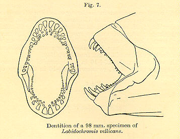 Labidochromis shiranus, drawing from Trewavas (1935)