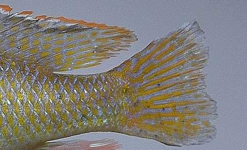 Mylochromis lateristriga, caudal fin, photo
copyright © 1997 by M. K. Oliver