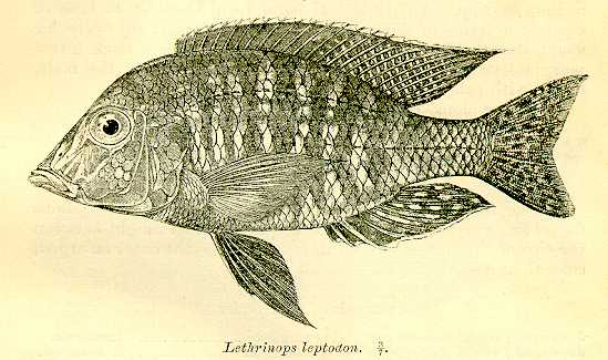 Lethrinops leptodon, drawing from Regan (1922)