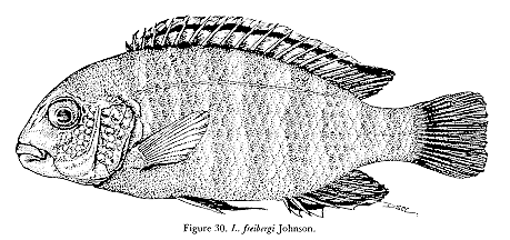 Labidochromis freibergi, from Lewis (1982)