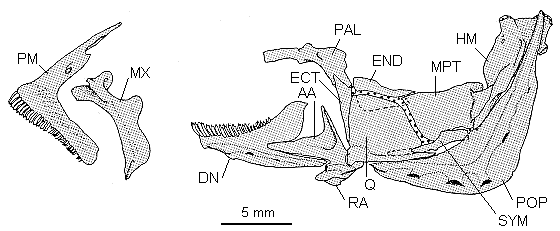 Jaw bones and
suspensorium of Otopharynx lithobates from Lake Malawi