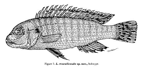Labidochromis maculicauda, holotype; drawing from Lewis (1982)