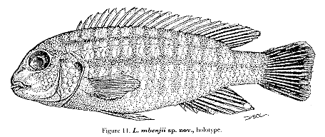 Labidochromis mbenjii, drawing from Lewis (1982)