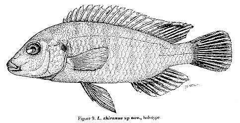Labidochromis shiranus, drawing from Lewis (1982)