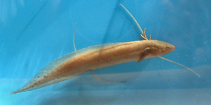 lungfish larva, photo by Dr. George Turner