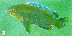 Labidochromis vellicans, photo from Ribbink et al. (1983)