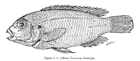 Labidochromis vellicans, drawing of lectotype from Ribbink et al. (1983)