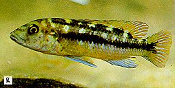 Melanochromis baliodigma, from Ribbink et al. (1983)