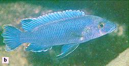 Melanochromis benetos, photo from Ribbink et al. (1983)