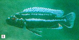Melanochromis cf. chipokae, male, photo from
Ribbink et al. (1983)