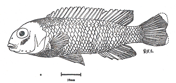 Melanochromis johannii, holotype female, drawing by D.H. Eccles