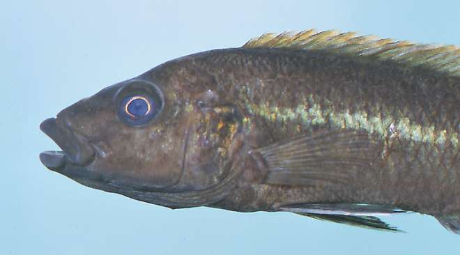 Melanochromis melanopterus, photo copyright © 2001 by M. K. Oliver