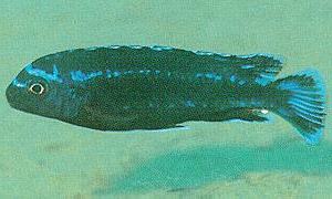 Melanochromis johannii `Metangula,` photo by Mikael Karlsson