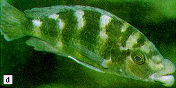 Placidochromis milomo, photo from Ribbink et al. (1983); used by permission