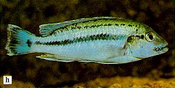 Melanochromis lepidiadaptes, photo from Ribbink et al. (1983)
