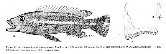 Melanochromis melanopterus, illustrations from Ribbink et al. (1983)