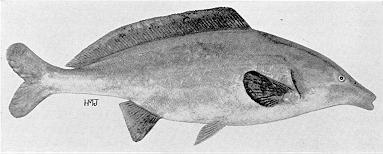 Mormyrus longirostris, a mormyrid
found in Lake Malawi; illustration from Jubb (1967), used by permission
of A. A. Balkema Publishers