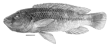 Melanochromis xanthodigma, holotype; illustration from Bowers & Stauffer (1997)