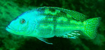 Nimbochromis
fuscotaeniatus, photo copyright © by Ad Konings