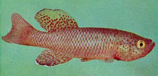 Nothobranchius orthonotus, a killifish sometimes
found in or adjacent to Lake Malawi; color photo by N. G. Rose from
Jubb (1967), used by permission
of A. A. Balkema Publishers