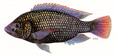 Oreochromis shiranus, a cichlid
found in Lake Malawi; illustration from Skelton (1993), used by permission
of P.H. Skelton