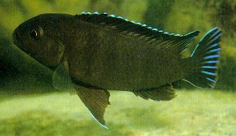 Pseudotropheus
'aggressive brown,' photo by Ad Konings