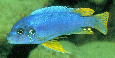 Pseudotropheus
'aggressive yellow fin,' photo by Ad Konings