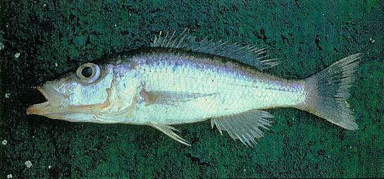 Pallidochromis tokolosh, photo by George Turner, from Turner (1994)