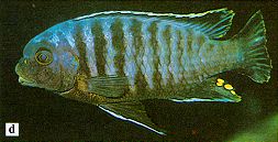 Petrotilapia `likoma barred`; photo from Ribbink et al. (1983)